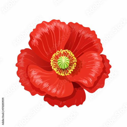Klatschmohn