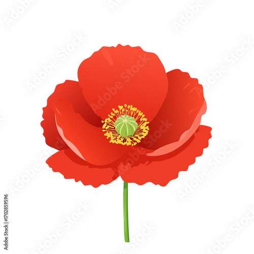 Klatschmohn