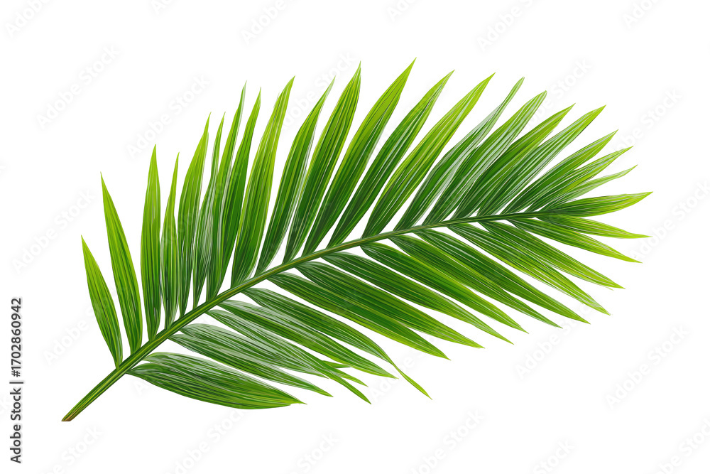 Obraz premium Close-up of a single palm frond. Lush green leaf with serrated edges
