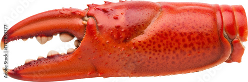 Close up detailed view of a red cooked lobster claw with serrated edges and visible textures seafood transparent background