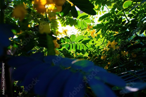 the sun shining through the flowers