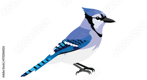 Stylized Blue Jay Illustration: A Detailed Vector Graphic of a Vibrant Bird with a Clean Isolated Background
