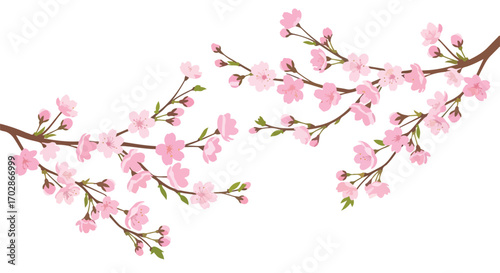 Delicate cherry blossom branches in full bloom, a symbol of spring beauty and new beginnings, adorning a simple white backdrop capturing nature's