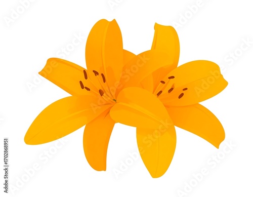Two bright orange lilies on white background
