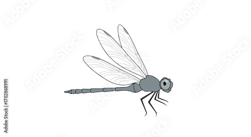 Stylized Dragonfly Illustration with Delicate Wing Veins and Segmented Abdomen Depicted on White Backdrop
