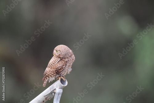 Canvas Print The Asian barred owlet (Glaucidium cuculoides), also known as the cuckoo owlet, is a species of pygmy owl
