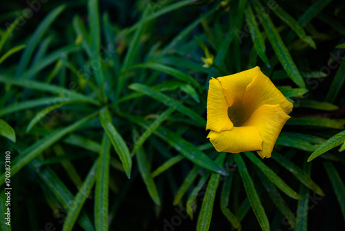 Bright yellow flower with lush green foliage, ideal for eco-friendly branding, web design, and wellness promotions