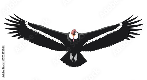 Majestic Andean Condor Soaring: A Symbol of Freedom and Natural Beauty in Detailed Illustration