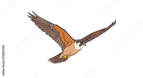 A solitary falcon soaring gracefully through an expansive canvas a testament to freedom and natural beauty in the vast openness of the sky