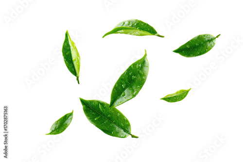 Fresh green tea leaves scattered, backlit