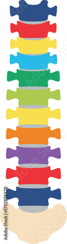 Colorful Human Spine Anatomy Illustration with Intervertebral Segments, Flat Modern Design, and Educational Medical Element for Health, Orthopedic, and Biological Study Projects