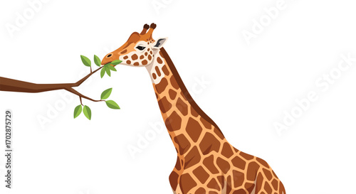 Giraffe nibbling leafy branch, a botanical feast in the savanna, a visual representation of wildlife diet, a tall gentle giant in its natural habitat