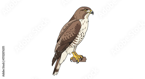Majestic cartoon hawk perched gracefully on a wooden branch with detailed plumage rendering and sharp, unwavering gaze illustration