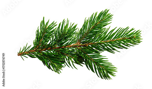 Close-up of a vibrant green fir branch.  Detailed needles, slightly overlapping, create a textured, natural appearance.  The branch extends diagonally.  Dark background isolates the foliage