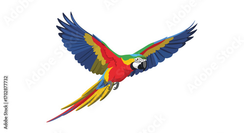 Vector illustration of a brightly colored macaw in full flight with wings spread against a plain white background for creative designs
