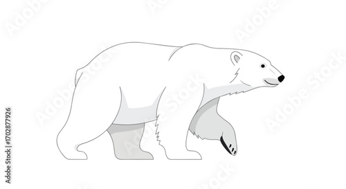 Isolated polar bear illustration, arctic animal walking, white bear drawing on clear backdrop, cartoon character graphic vector