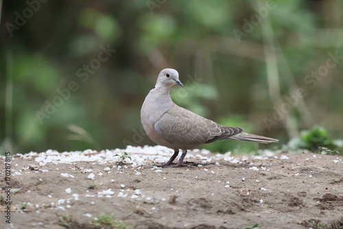 Eurasian collared dove (Streptopelia decaocto), often simply just collared dove, is a dove species.