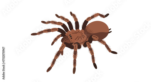 Illustrated tarantula on a white background showcasing detailed leg structure and segmented body in a cartoon style representation