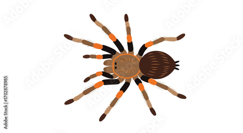 Stylized depiction of a tarantula with prominent leg segments and intricate patterns on the abdomen portraying detailed arachnid features