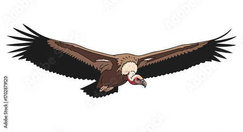 Majestic vulture soars against a clean background, showcasing its impressive wingspan and distinctive features in flight gracefully displayed