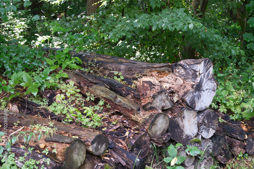 Obraz premium A pile of logs in a forest with green leaves and grass