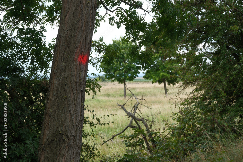 Fototapeta premium A tree with red paint on it and a butterfly on it