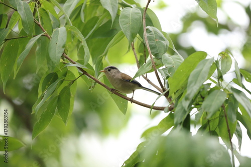 Photography The blue-winged minla (Actinodura cyanouroptera aglae), also known as the blue-winged siva, is a species of bird in the family Leiothrichidae