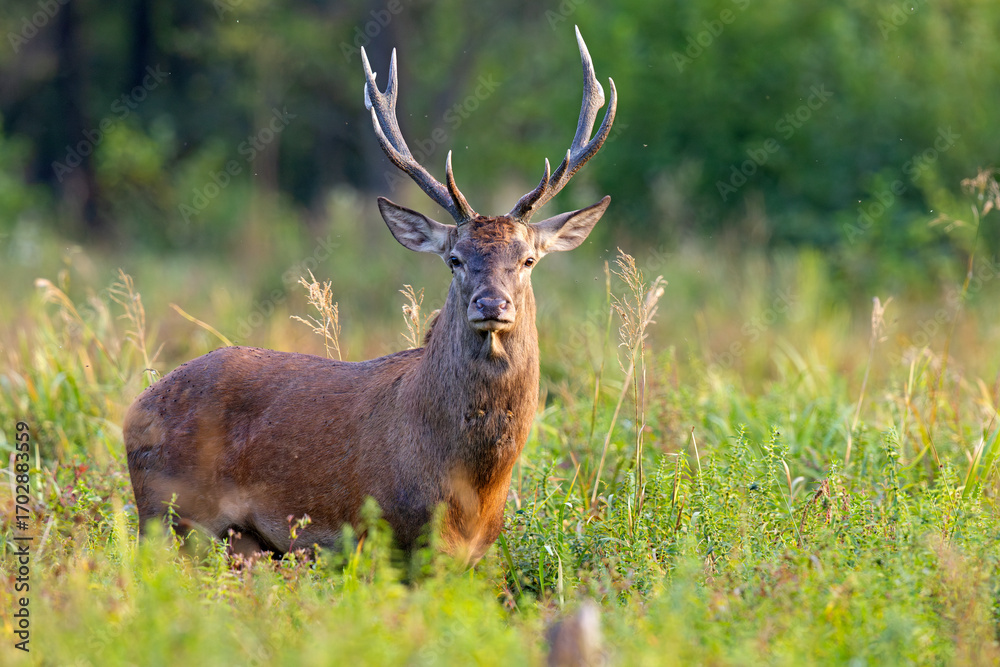 Obraz premium Samiec jelenia szlachetnego (Cervus elaphus) podczas rykowiska
