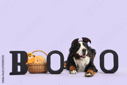 Cute Bernese mountain dog i...