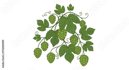 Stylized botanical illustration of hop plant with leaves and cones creating a decorative element for design projects
