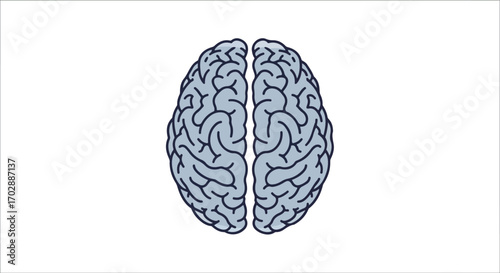 Stylized representation of a human brain, showcasing neural pathways and cognitive function on a clear white backdrop