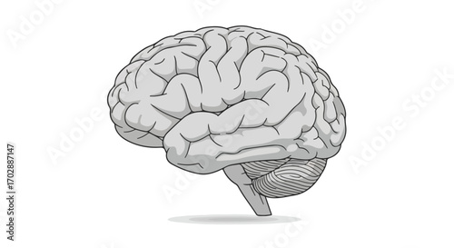 Illustration of a human brain displaying its anatomical complexity and neural networks representation within a schematic drawing style