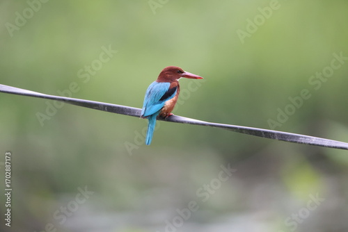 Quadro su tela The white-throated kingfisher (Halcyon smyrnensis smyrnensis) also known as the white-breasted kingfisher is a tree kingfisher