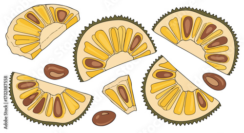 Illustration of Sliced Jackfruit with Seeds Featuring a Colorful Palette and Detailed Line Work, Suitable for Food Illustrations and Culinary Designs
