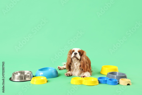 Cute cavalier King Charles ...