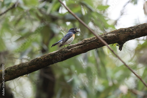 Photography The blue-throated blue flycatcher (Cyornis rubeculoides) is a small passerine bird in the flycatcher family, Muscicapidae