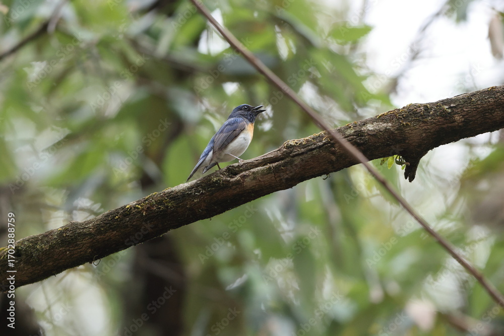 Obraz premium The blue-throated blue flycatcher (Cyornis rubeculoides) is a small passerine bird in the flycatcher family, Muscicapidae. This photo was taken in North India.