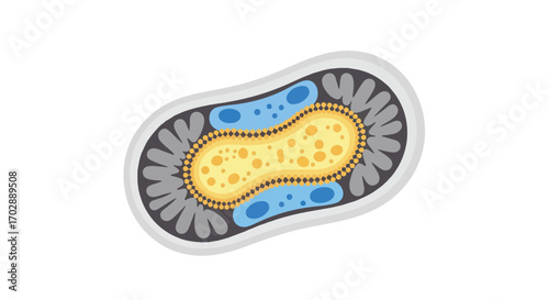 Detailed cell structure illustration showcasing internal components and cellular biology elements, presented on a clean background for educational