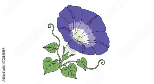 Detailed botanical illustration showcasing a stylized morning glory flower with swirling vines on a white surface