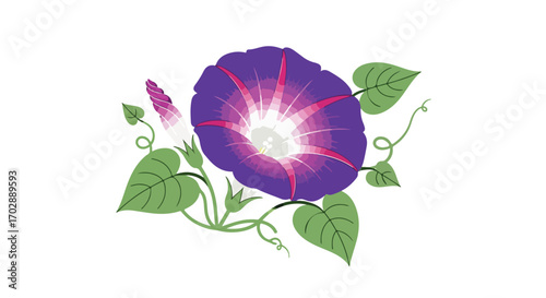Elegant depiction of a morning glory flower with swirling vines and vibrant contrasting colors against a stark white backdrop showcasing botanical