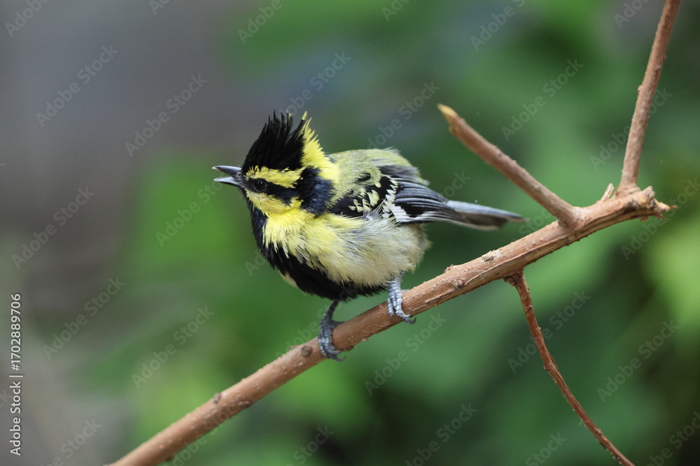 Naklejka premium Himalayan black-lored tit (Machlolophus xanthogenys), also known as simply black-lored tit, is a passerine bird in the tit family Paridae.