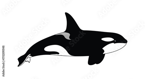 Isolated illustration depicting an orca in black and white against a white background minimalist style with clear outlines and distinctive markings