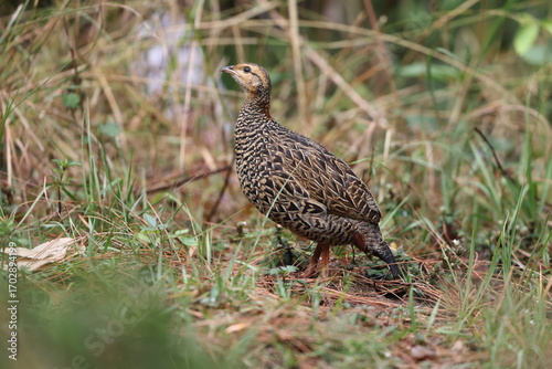 Photography The black francolin (Francolinus francolinus asiae ) is a gamebird in the pheasant family Phasianidae of the order Galliformes