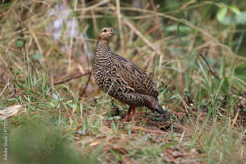 Photography The black francolin (Francolinus francolinus asiae ) is a gamebird in the pheasant family Phasianidae of the order Galliformes