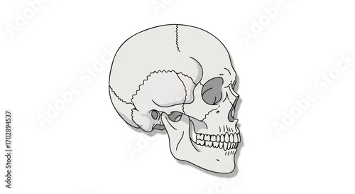 Anatomical illustration of a human skull highlighting cranial and facial bone structures with detailed shading and contouring for educational purposes
