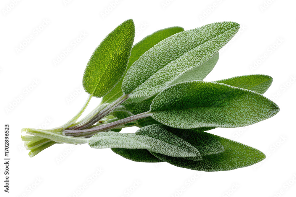 Obraz premium Fresh sage leaves clustered on stems