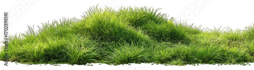 Lush green grass field (13)