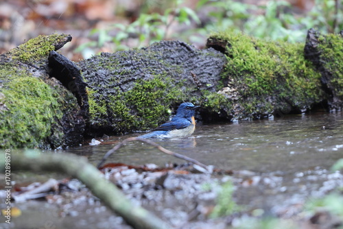 Photography The blue-throated blue flycatcher (Cyornis rubeculoides) is a small passerine bird in the flycatcher family, Muscicapidae