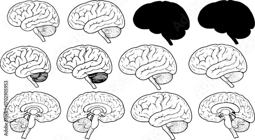 set human brain black vector silhouettes outline coloring book page line art
