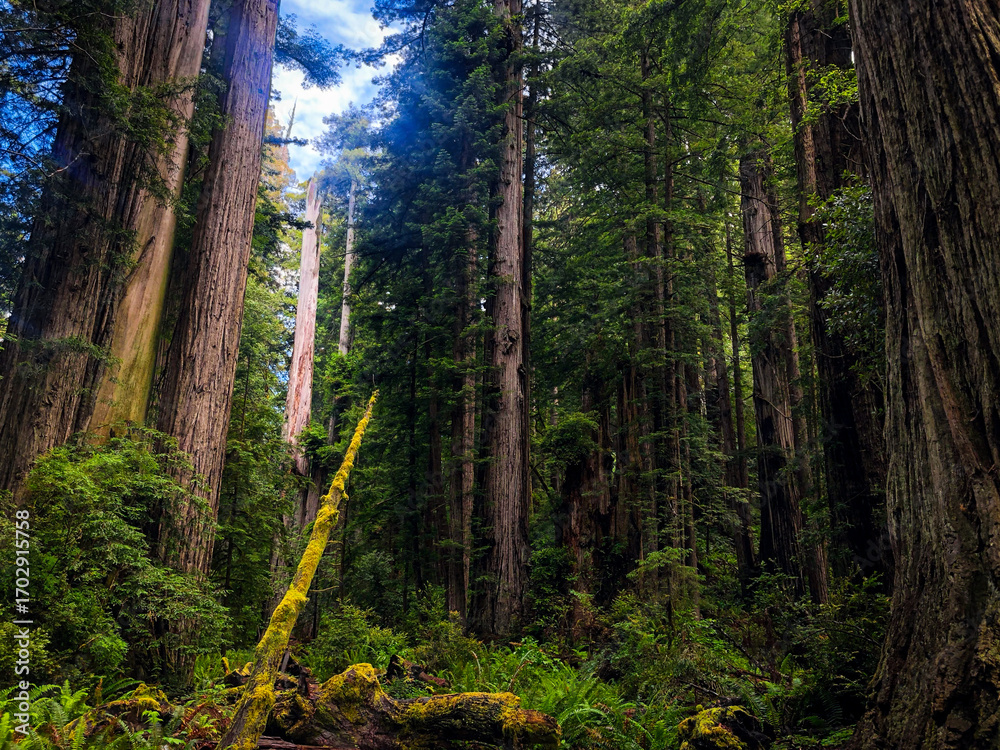 Fototapeta premium Redwoods forest